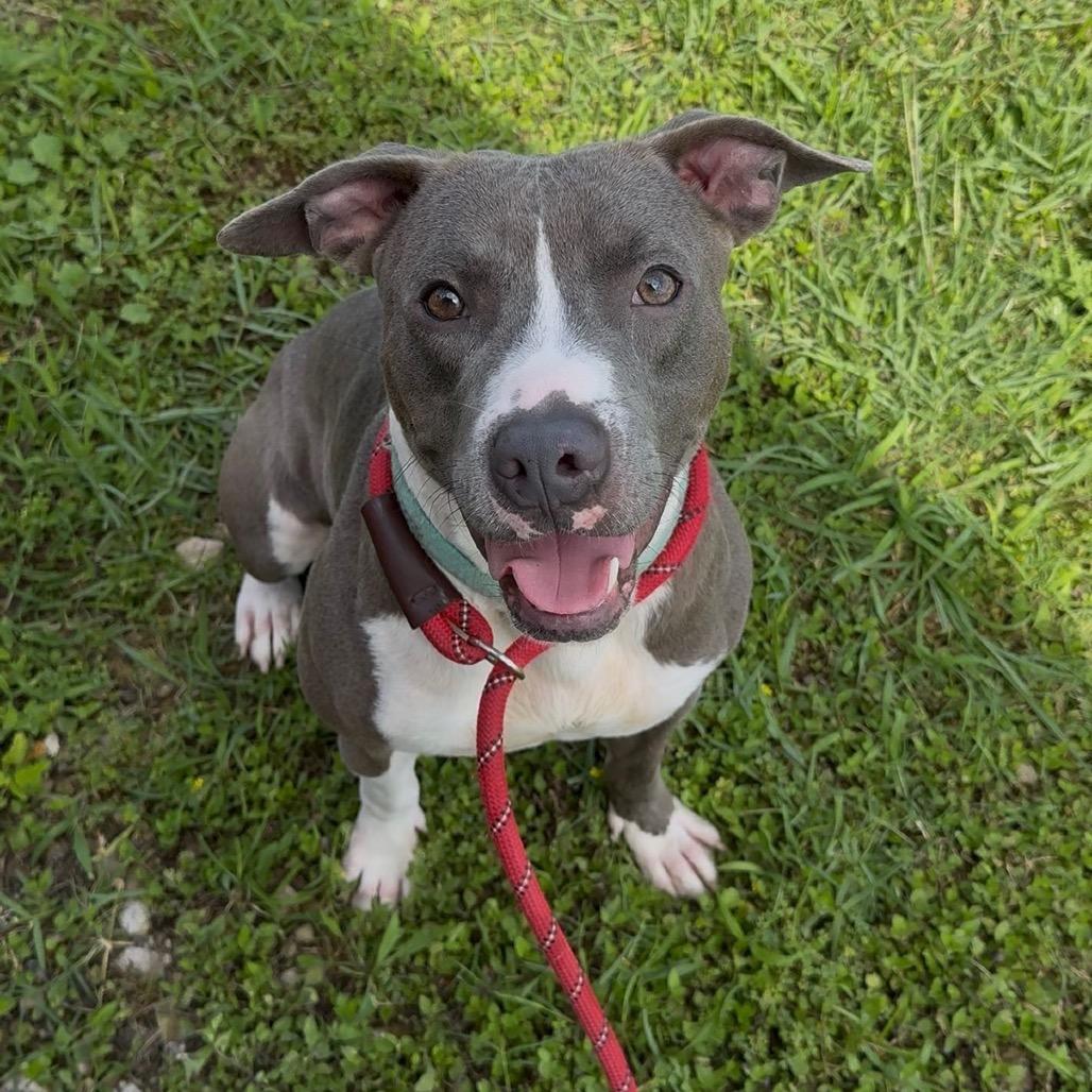 Rocky, a Adoptable Pit Bull Terrier in Dickinson, TX image 6/6
