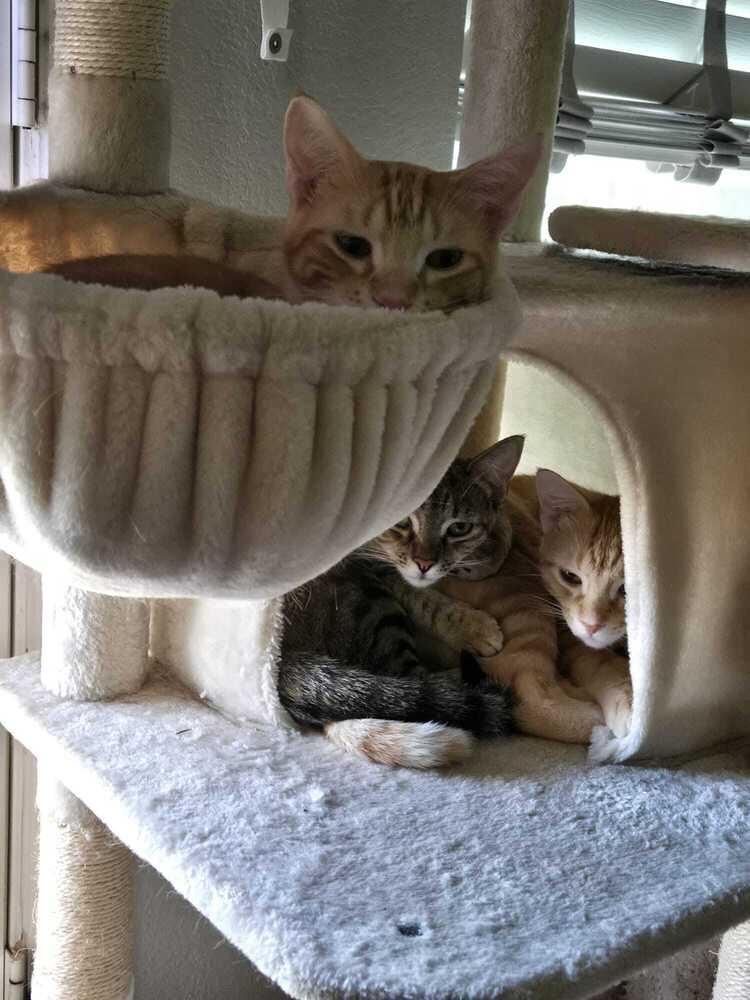 Aiko 7421, Adopted, Kitten Male Domestic Short Hair.