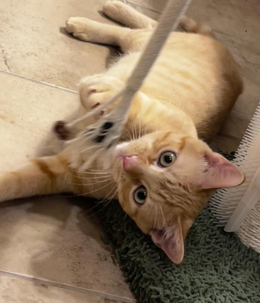 Enlarge Aiko 7421, a Adopted Domestic Short Hair in Dallas, TX image 4/6