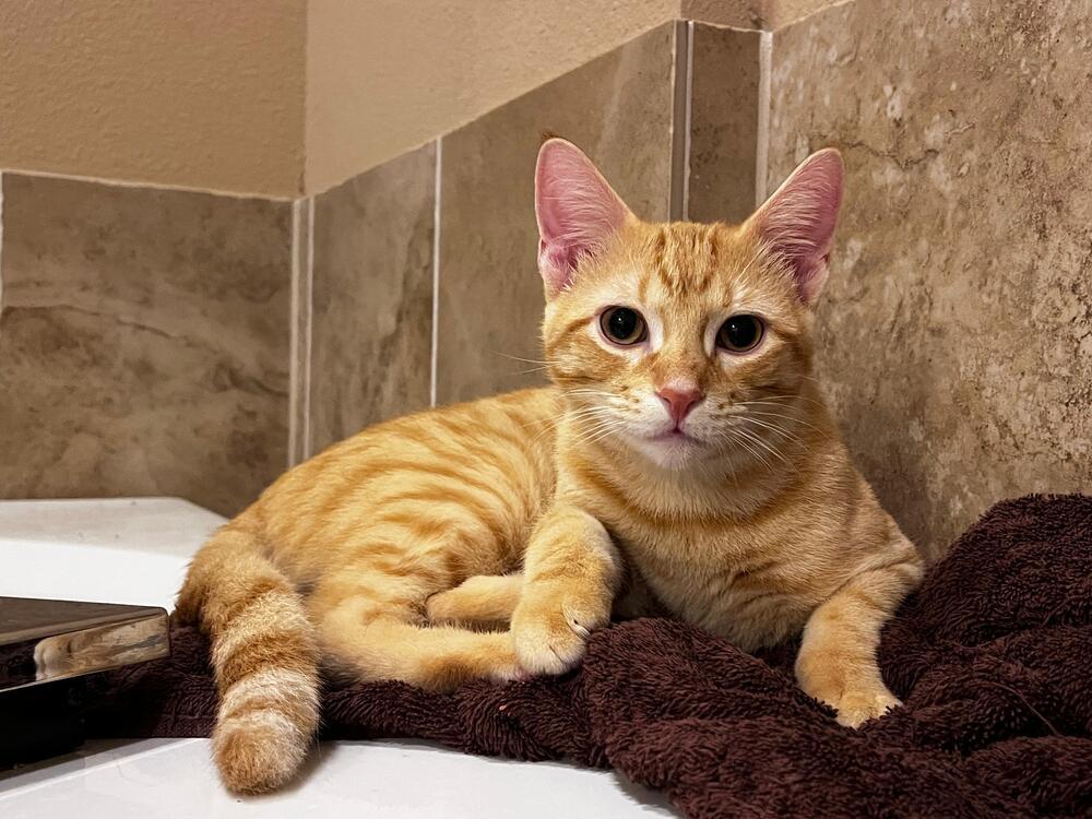 Enlarge Aiko 7421, a Adopted Domestic Short Hair in Dallas, TX image 6/6