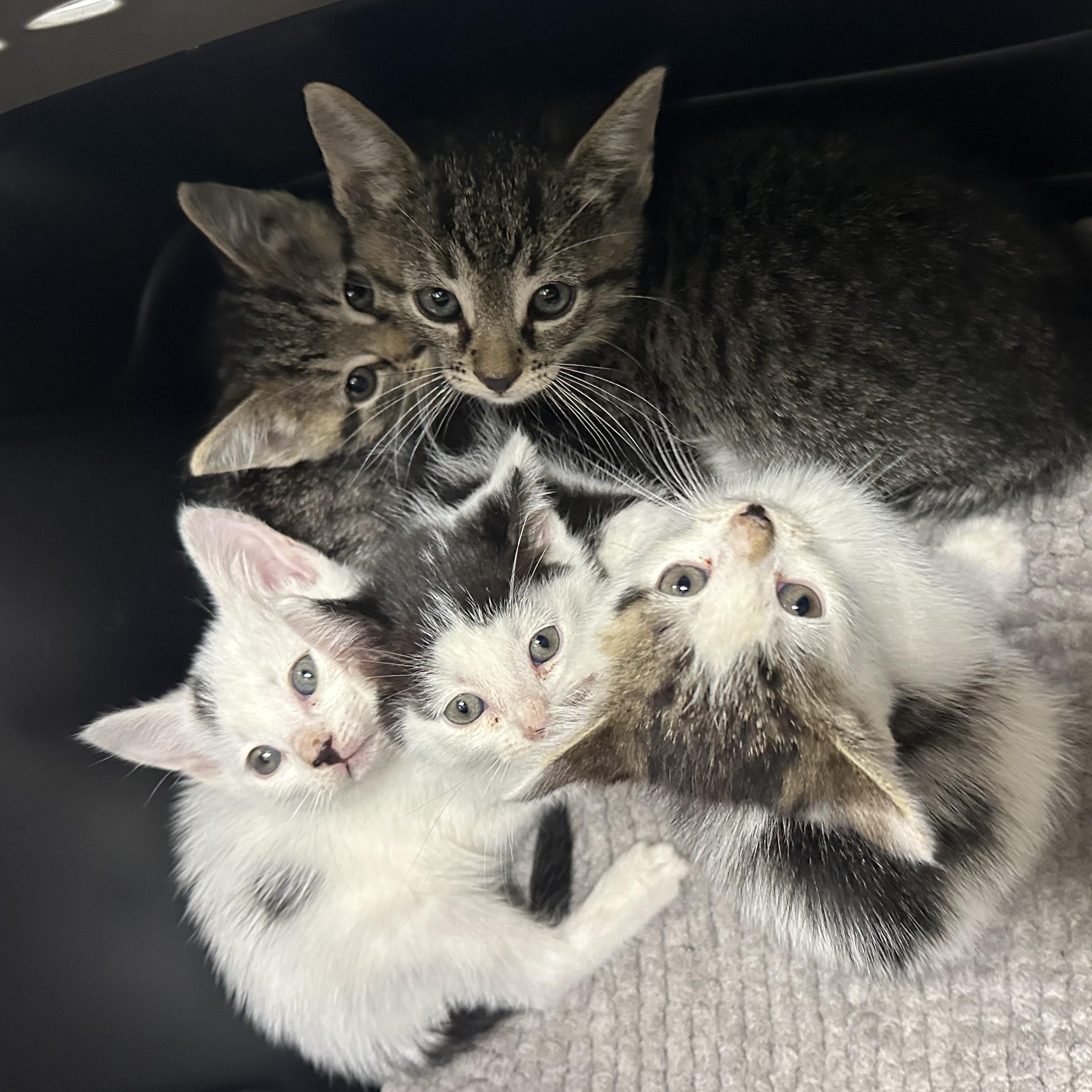 Enlarge Kittens Ready Middle Oct, a Adoptable Domestic Short Hair in Clifton, NJ image 2/4