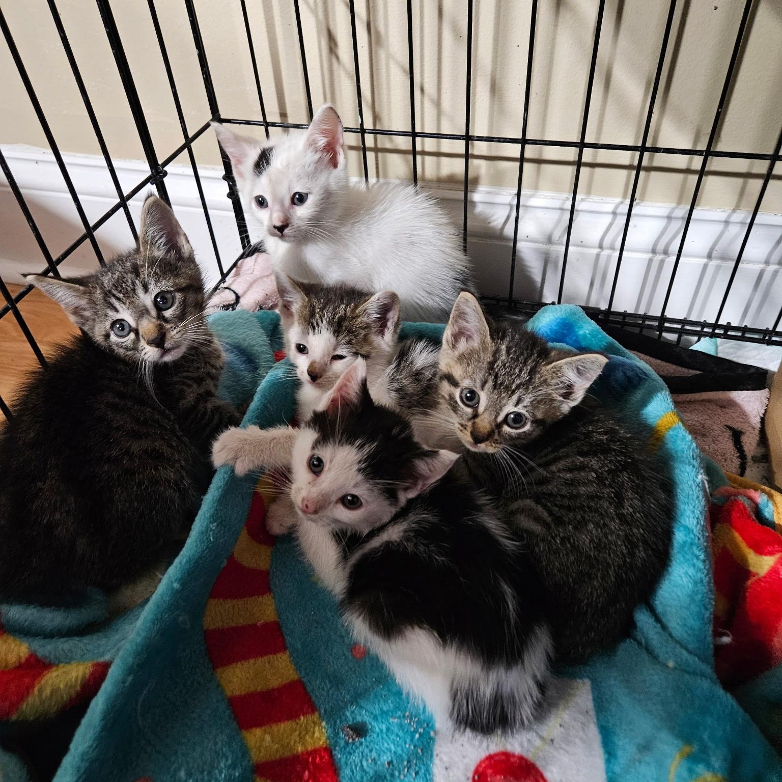 Enlarge Kittens Ready Middle Oct, a Adoptable Domestic Short Hair in Clifton, NJ image 3/4