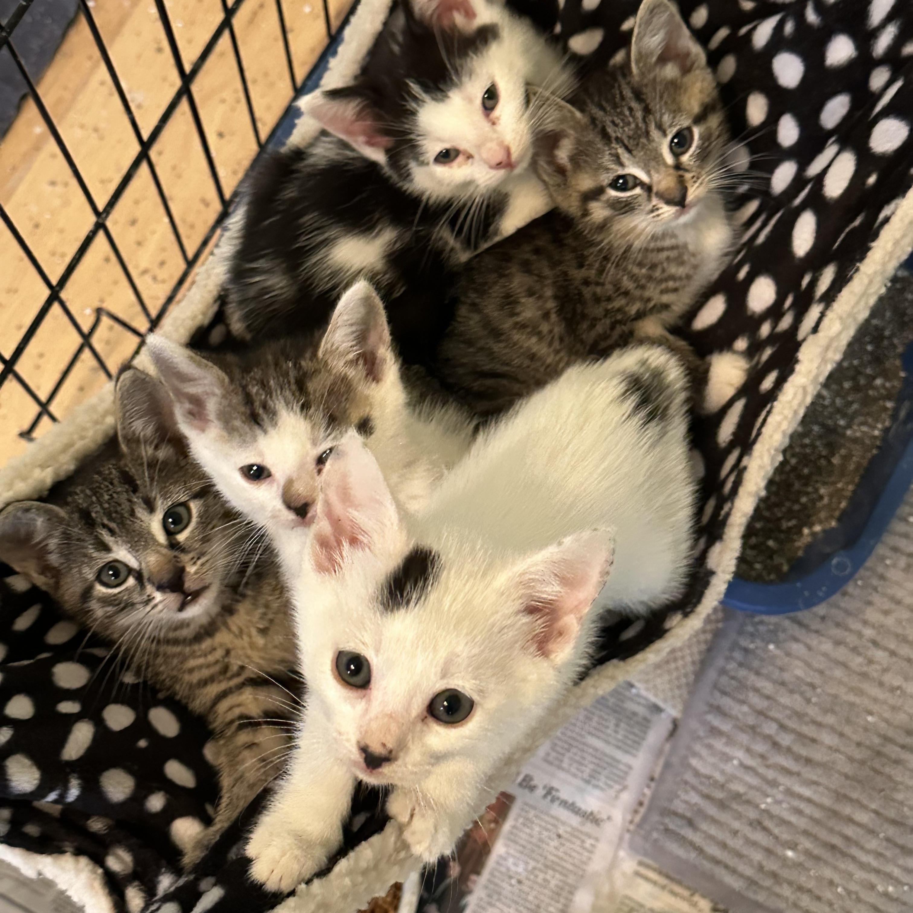 Enlarge Kittens Ready Middle Oct, a Adoptable Domestic Short Hair in Clifton, NJ image 5/5