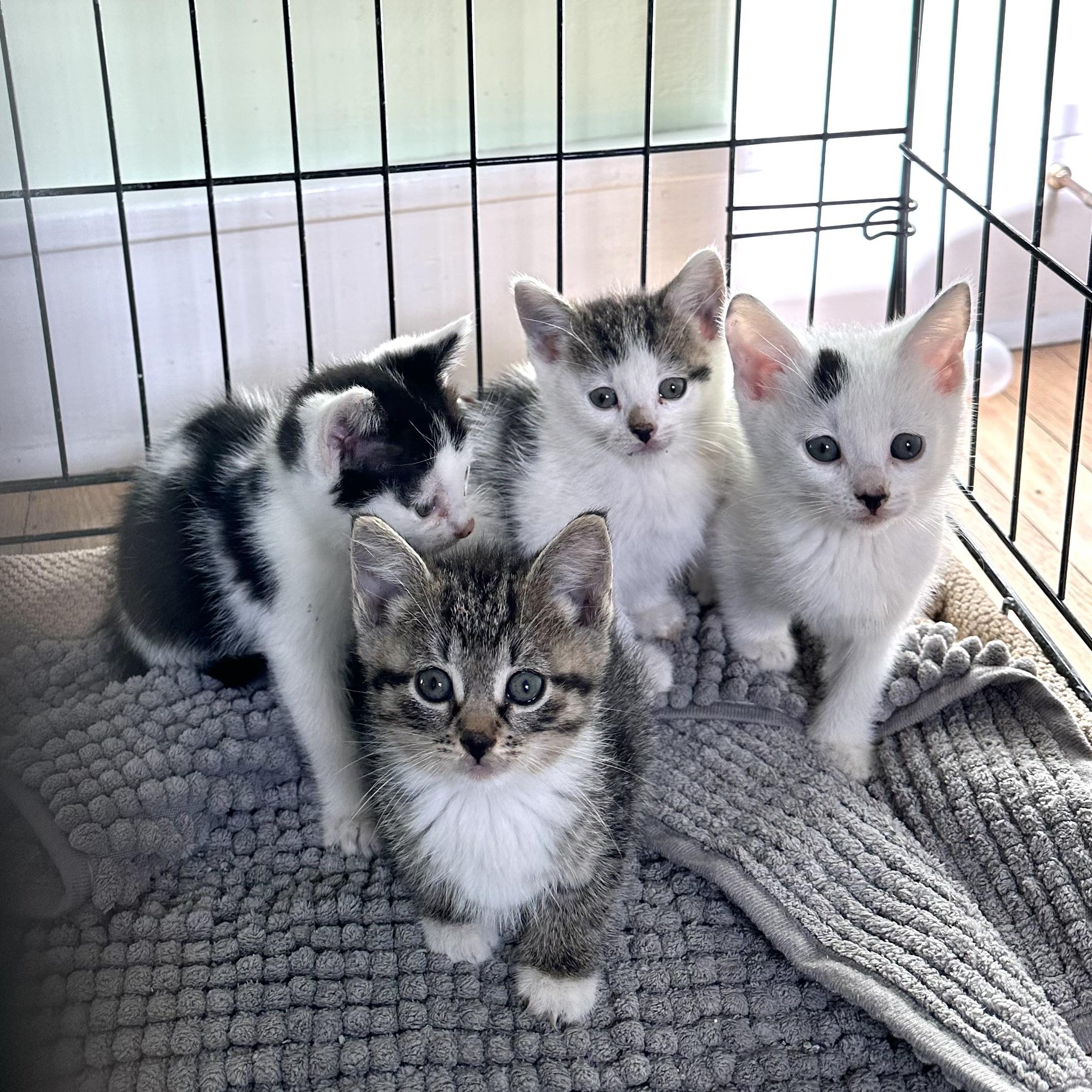 Enlarge Kittens Ready Middle Oct, a Adoptable Domestic Short Hair in Clifton, NJ image 1/4
