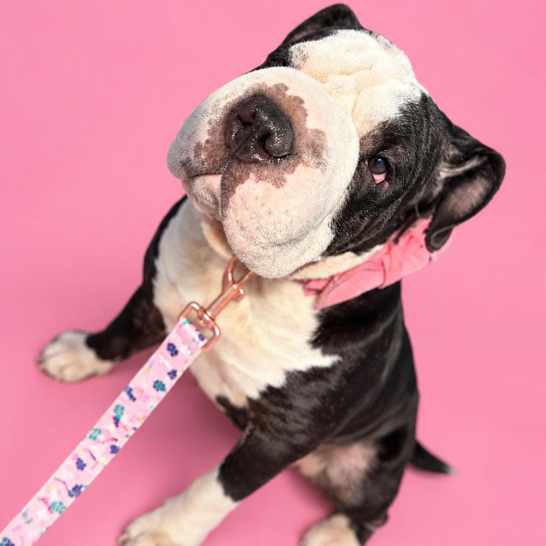 Olive, Adoptable, Young Female Shar-Pei.