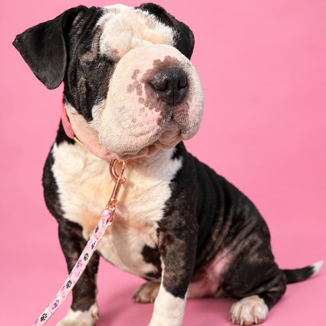 Enlarge Olive, a Adopted mixed breed in Lodi, CA image 3/5
