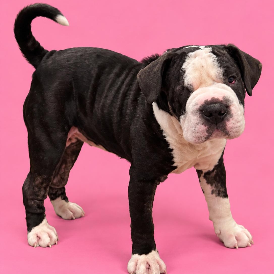 Enlarge Olive, a Adopted mixed breed in Lodi, CA image 4/5