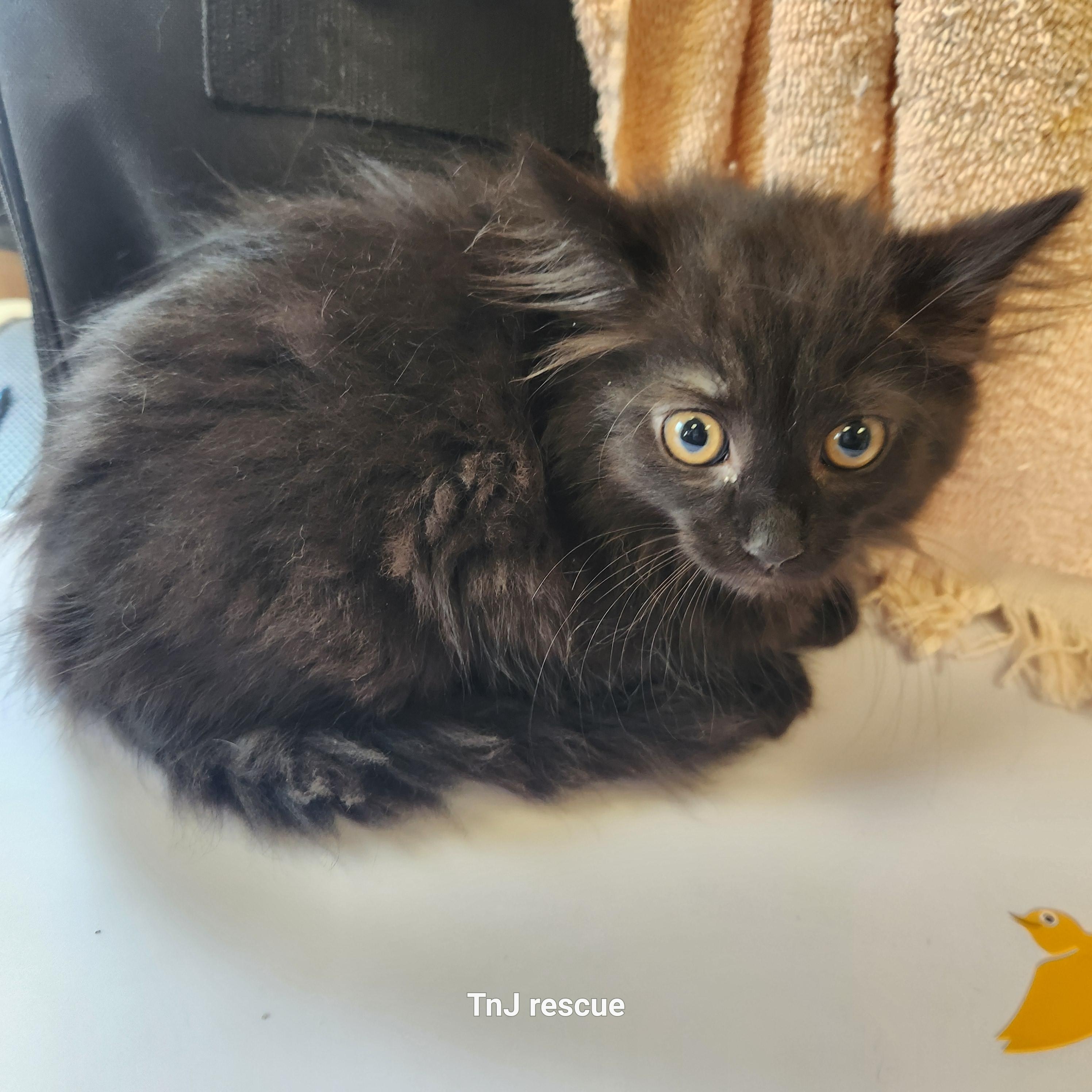 Enlarge Tourmaline, a Adopted Domestic Long Hair in Sharon, PA image 1/1
