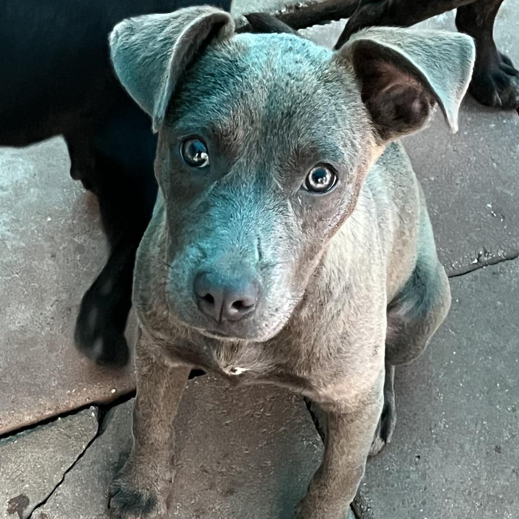 Enlarge LILETTA, a Adoptable mixed breed in QUINCY, FL image 1/1