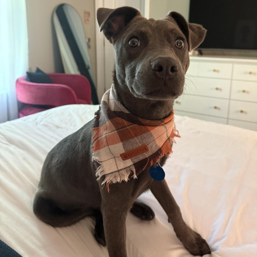 Enlarge LILETTA, a Adoptable mixed breed in QUINCY, FL image 2/2