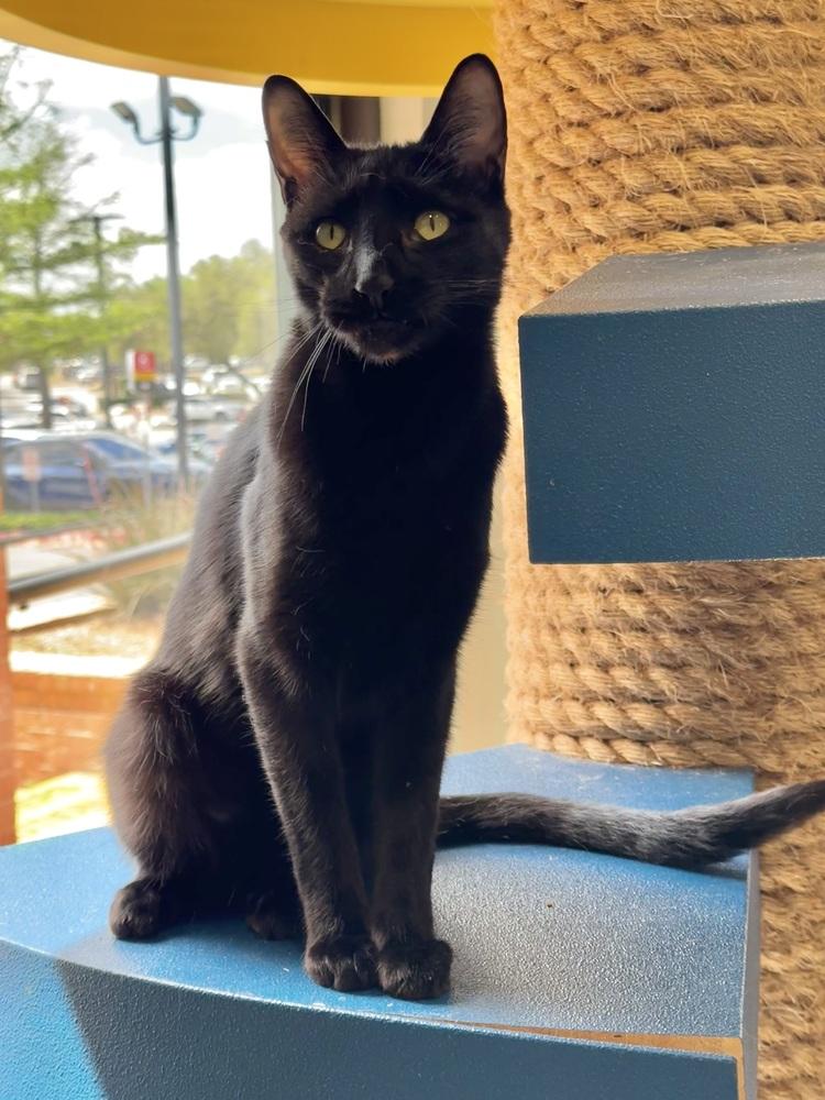 Moose, Adoptable, Kitten Male Domestic Short Hair.