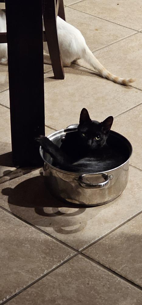 Moose, Adoptable, Kitten Male Domestic Short Hair.