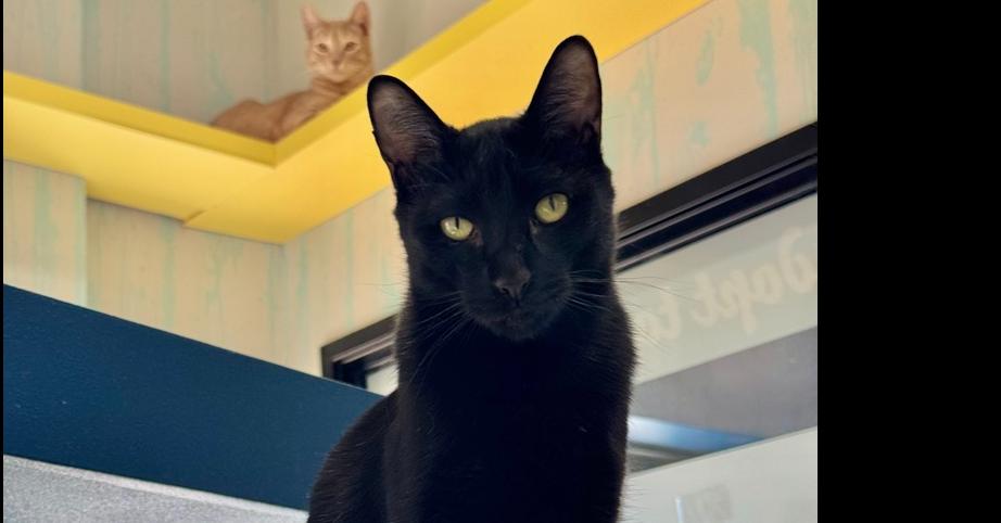 Enlarge Moose, a Adoptable mixed breed in Austin, TX image 3/4