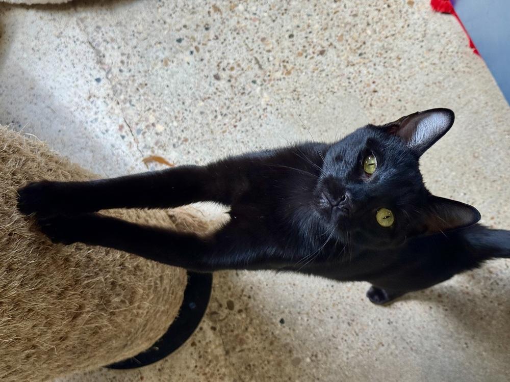 Enlarge Moose, a Adoptable mixed breed in Austin, TX image 4/4