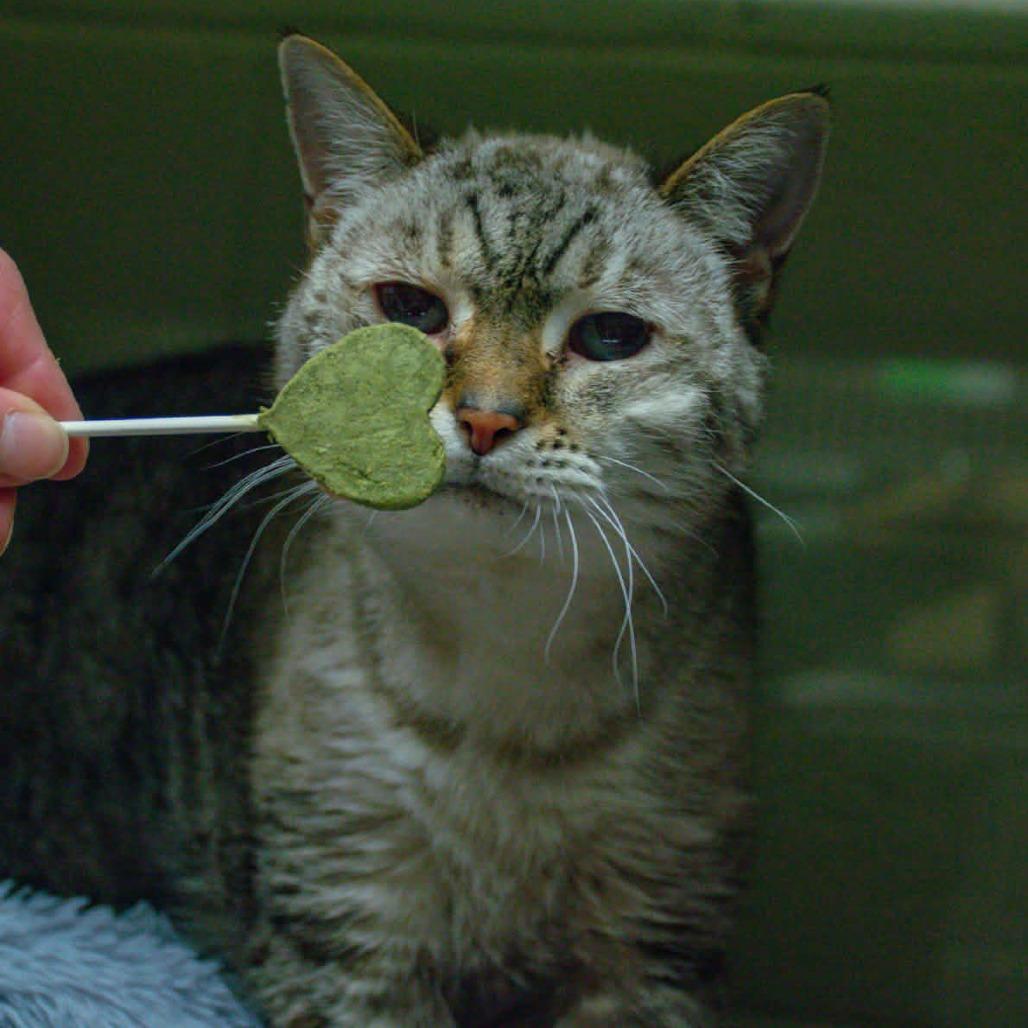 Gracie, a Adoptable Domestic Short Hair in Concord, NC image 2/6