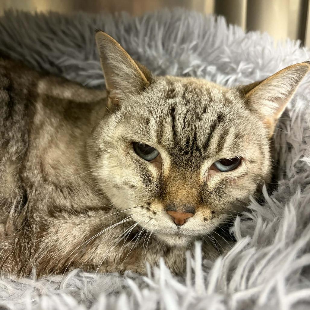 Gracie, a Adoptable Domestic Short Hair in Concord, NC image 3/6