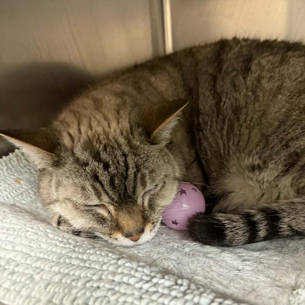 Gracie, a Adoptable Domestic Short Hair in Concord, NC image 4/6