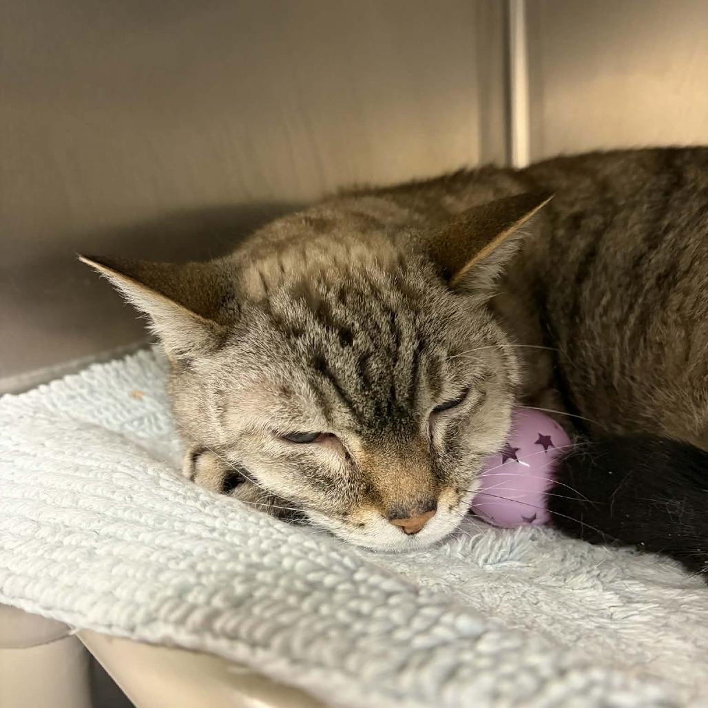 Gracie, a Adoptable Domestic Short Hair in Concord, NC image 5/6