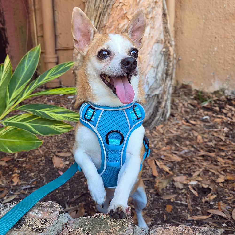 Desmond, Adoptable, Senior Male Chihuahua.