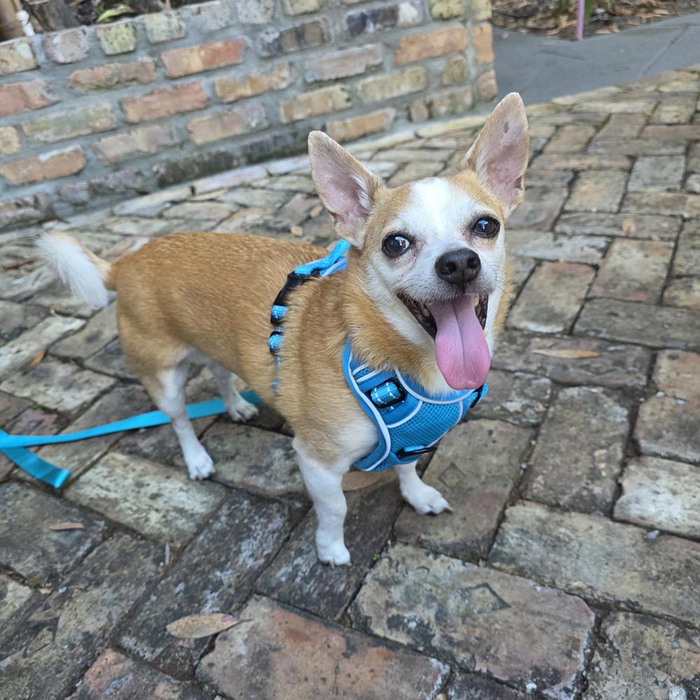 Enlarge Desmond, a Adoptable Chihuahua in Orlando, FL image 2/6