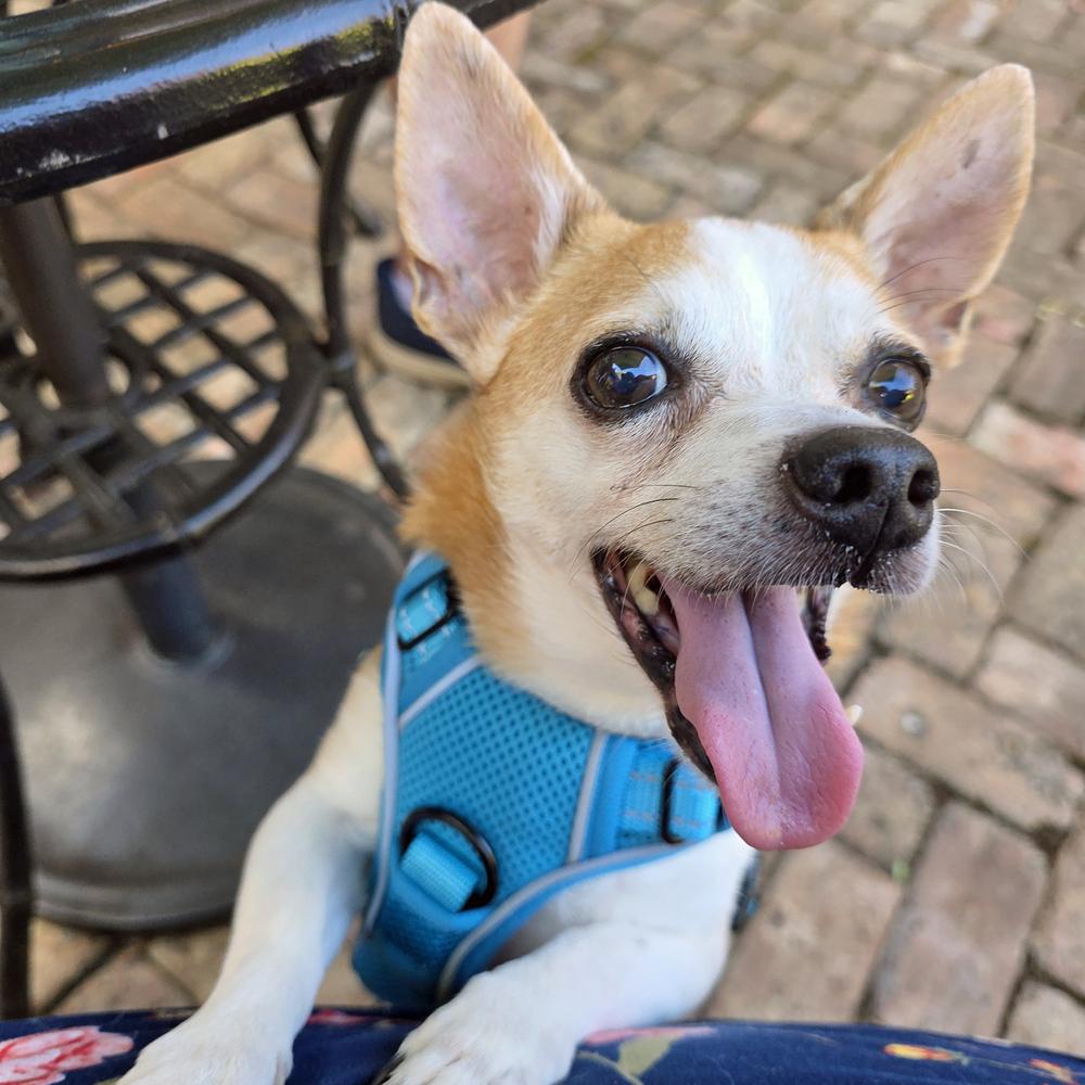 Enlarge Desmond, a Adoptable Chihuahua in Orlando, FL image 3/6