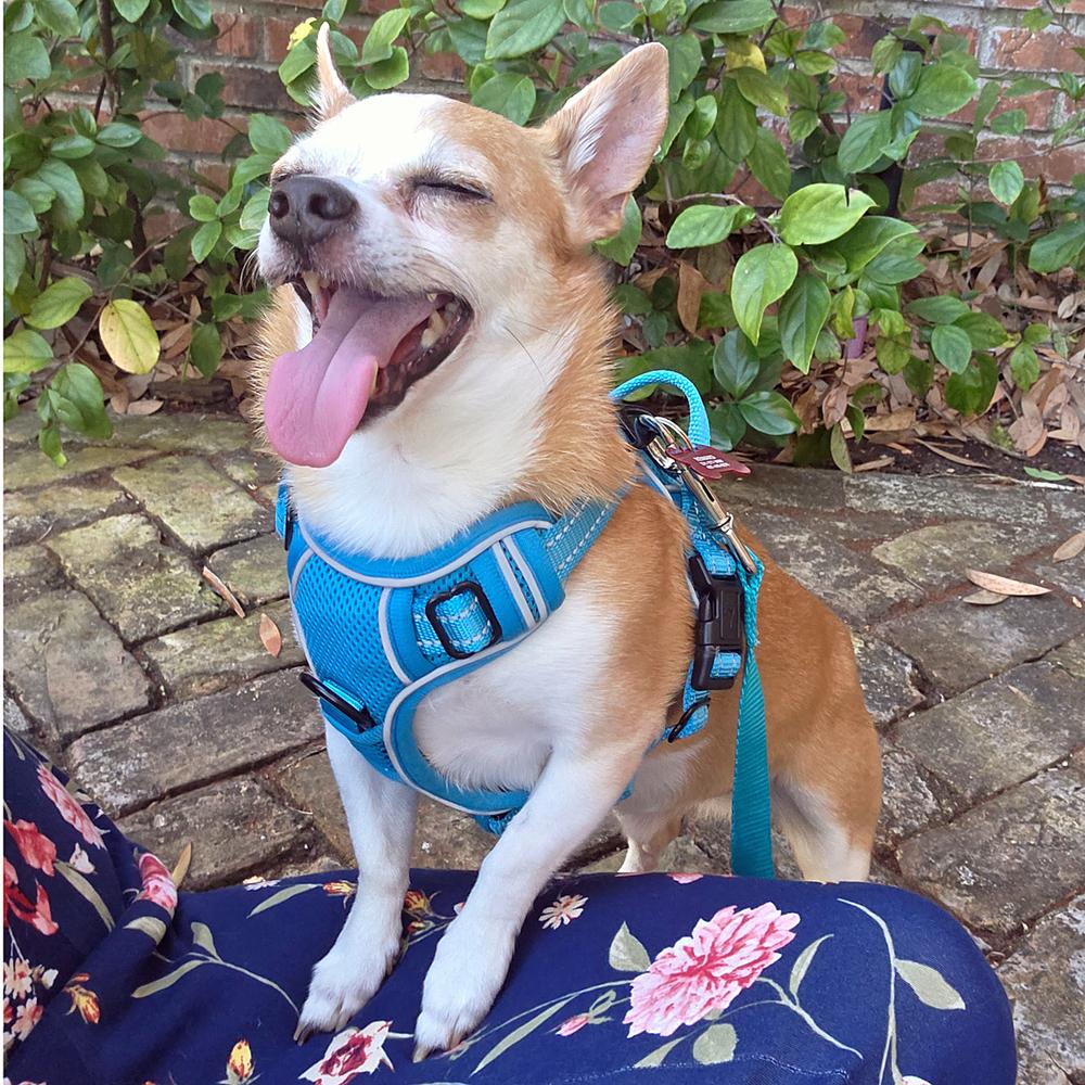 Enlarge Desmond, a Adoptable Chihuahua in Orlando, FL image 4/6