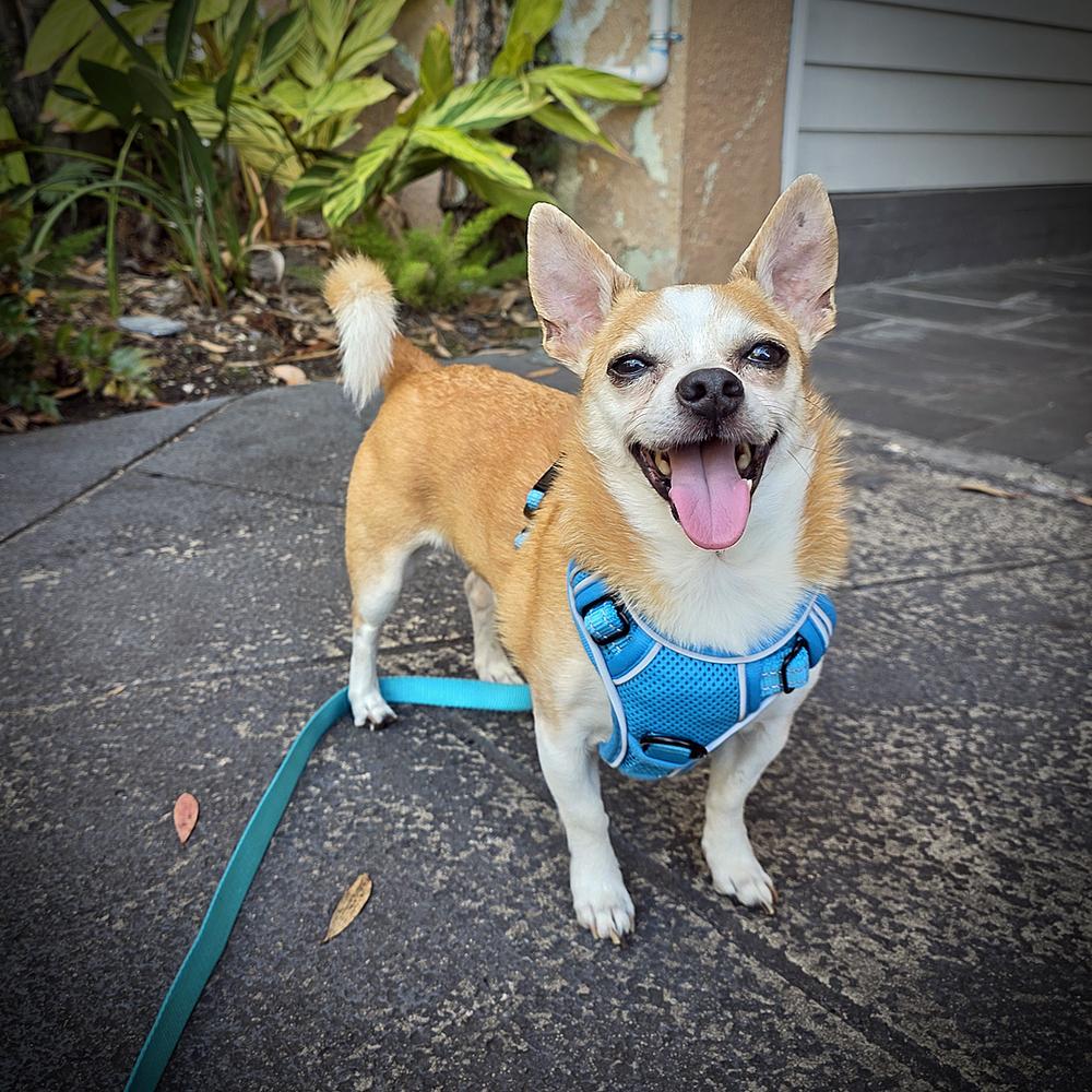 Desmond, Adoptable, Senior Male Chihuahua.