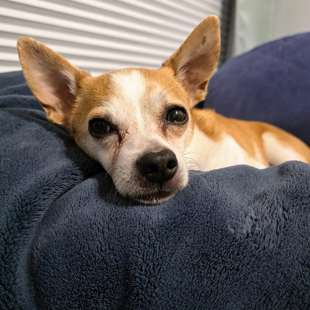 Enlarge Desmond, a Adoptable Chihuahua in Orlando, FL image 6/6