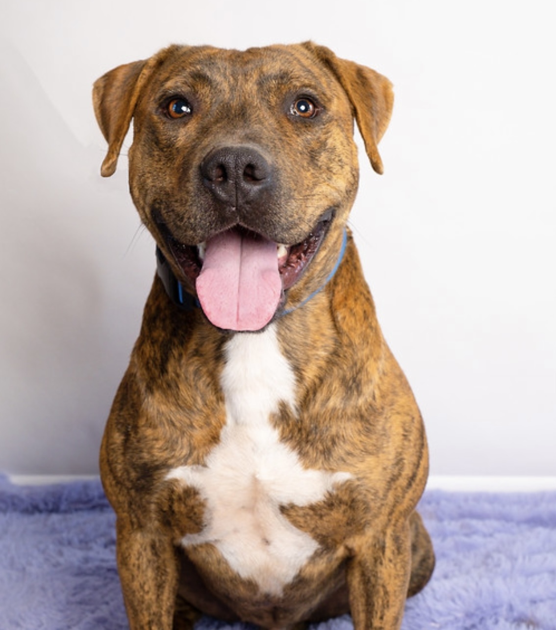 Enlarge Martin, a Adoptable mixed breed in Lubbock, TX image 1/6