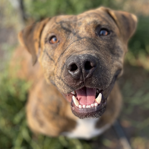 Enlarge Martin, a Adoptable mixed breed in Lubbock, TX image 2/6