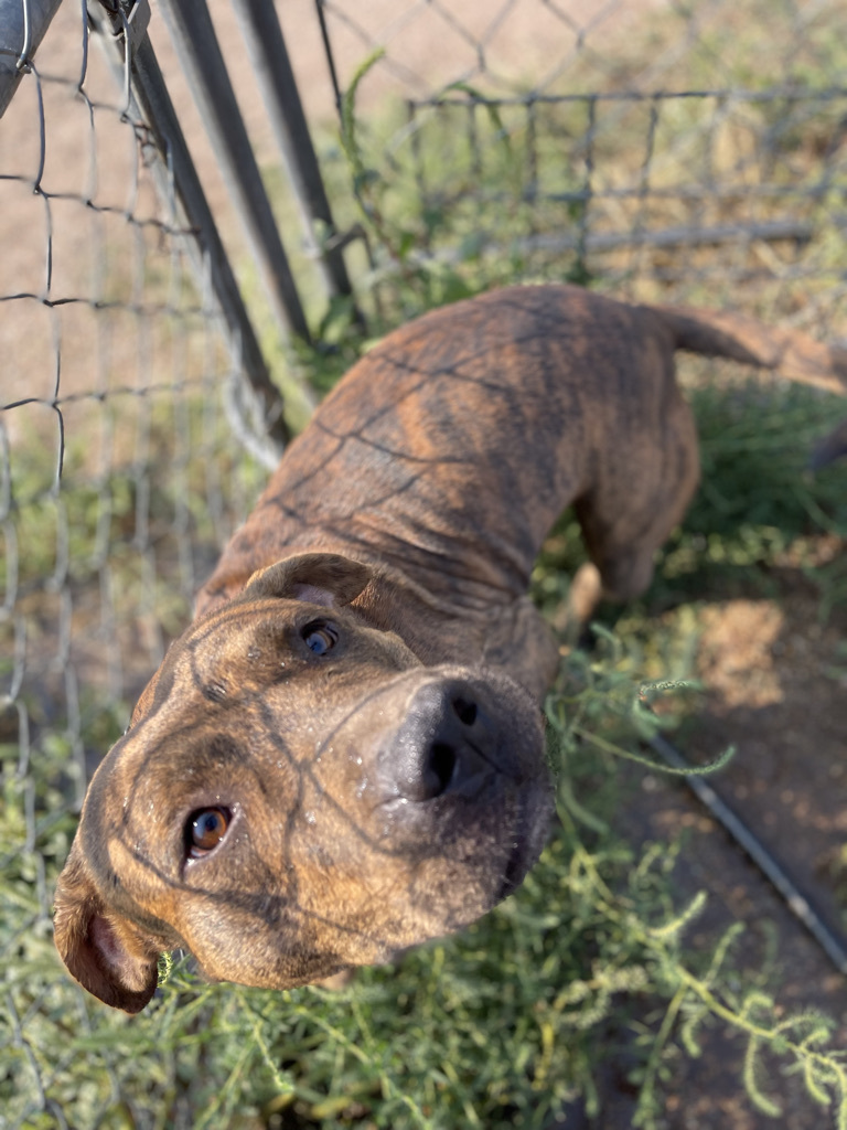 Enlarge Martin, a Adoptable mixed breed in Lubbock, TX image 4/6