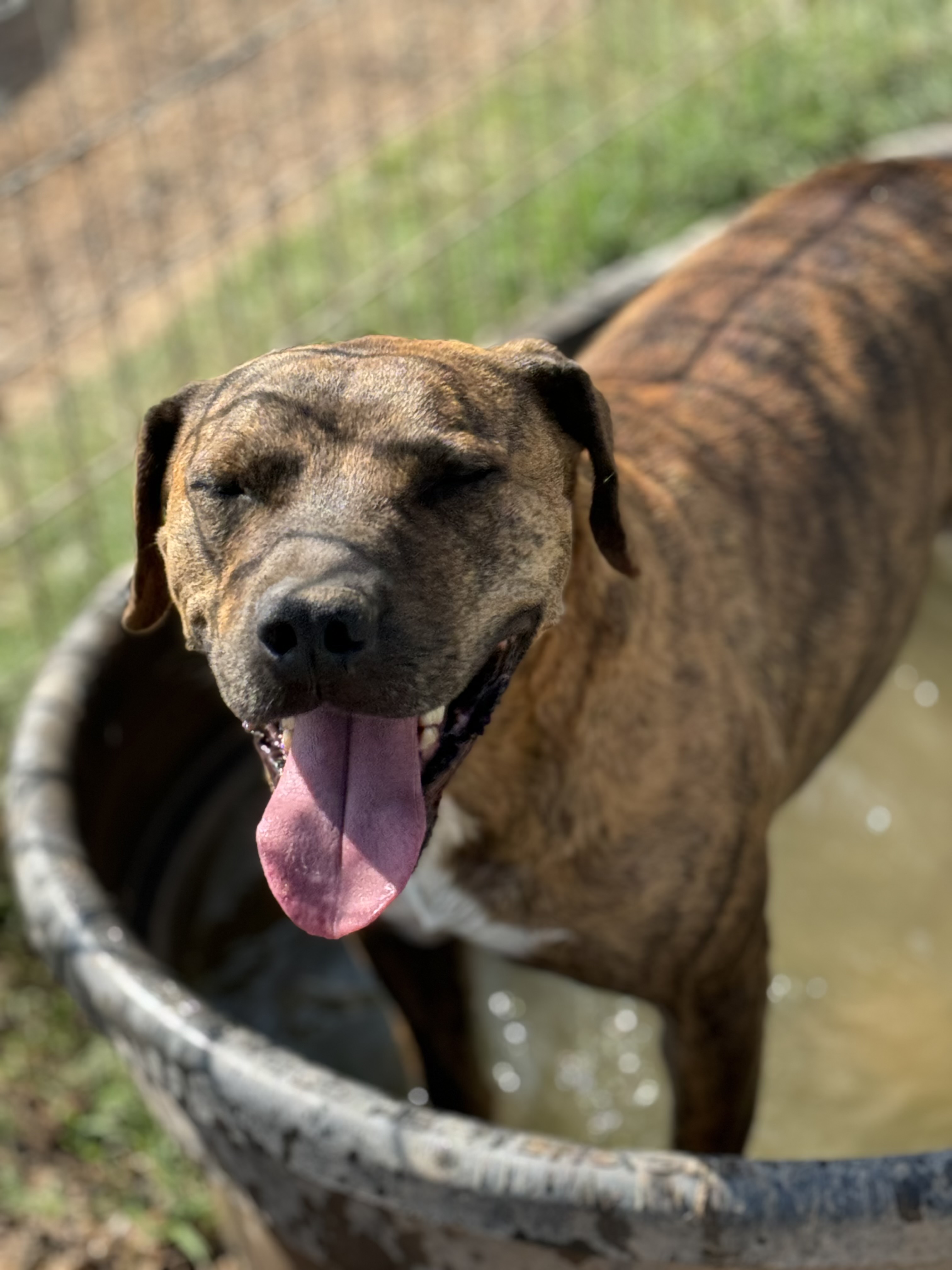 Enlarge Martin, a Adoptable mixed breed in Lubbock, TX image 5/6