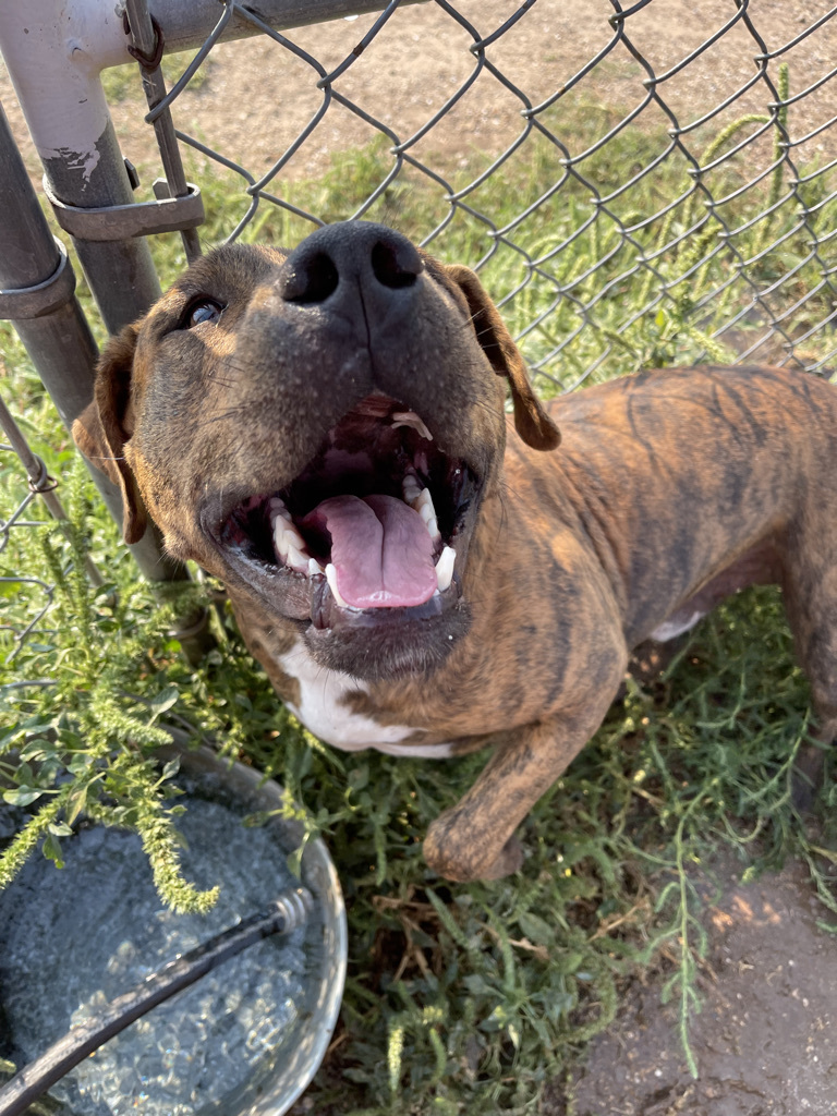 Enlarge Martin, a Adoptable mixed breed in Lubbock, TX image 6/6