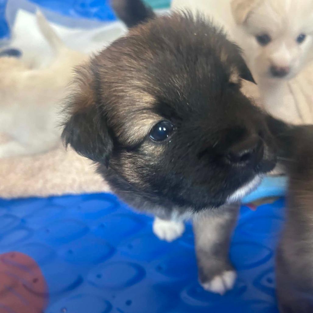 Enlarge Atlas, a Adoptable Mixed Breed in Frederiksted, VI image 1/6