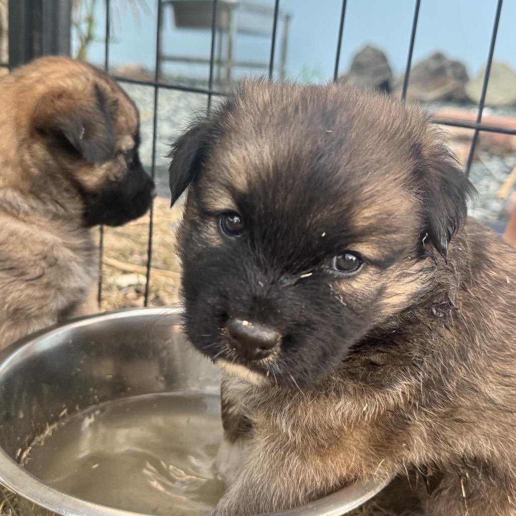 Enlarge Atlas, a Adoptable Mixed Breed in Frederiksted, VI image 3/6