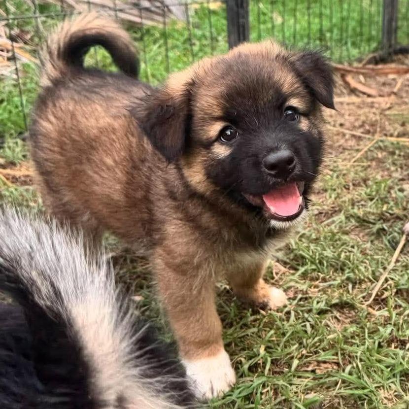 Enlarge Atlas, a Adoptable Mixed Breed in Frederiksted, VI image 4/6