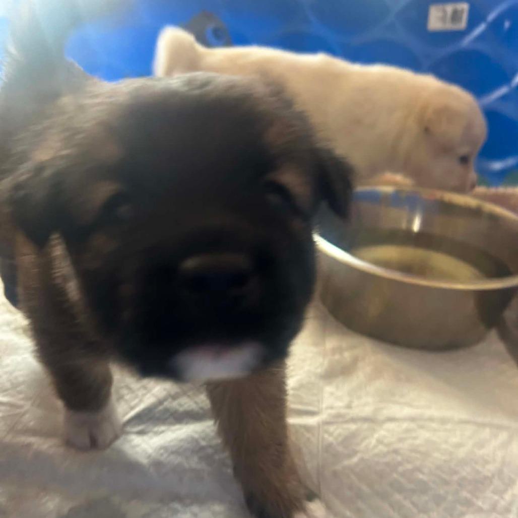 Enlarge Atlas, a Adoptable Mixed Breed in Frederiksted, VI image 5/6