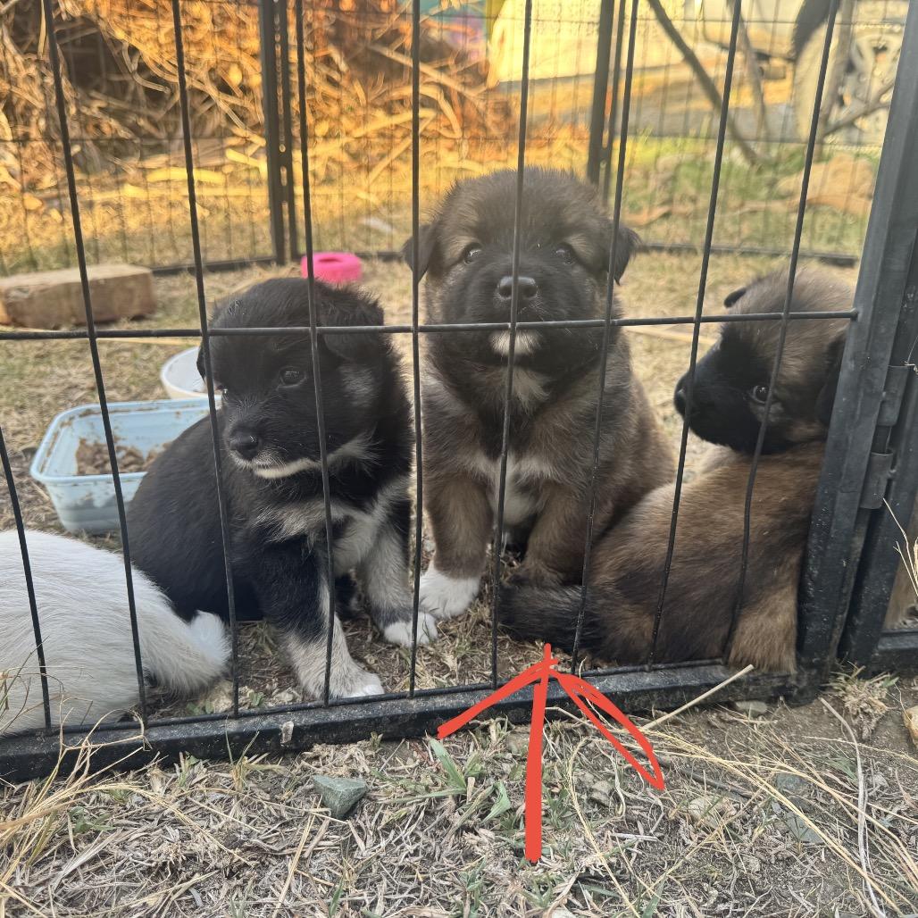 Enlarge Atlas, a Adoptable Mixed Breed in Frederiksted, VI image 6/6