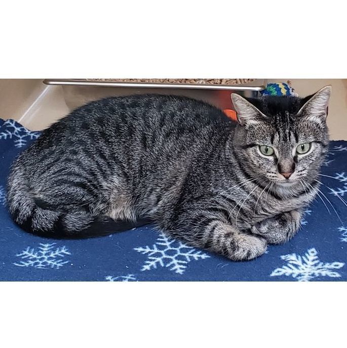 Lakewood, a Adoptable mixed breed in Clarksville, VA image 1/12