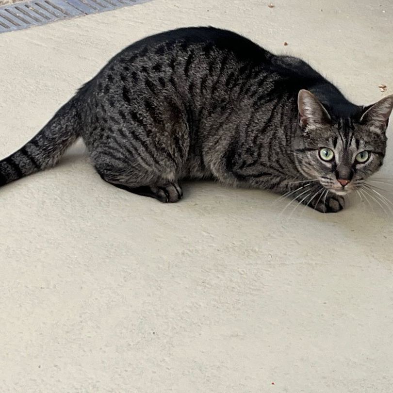 Lakewood, a Adoptable mixed breed in Clarksville, VA image 2/12