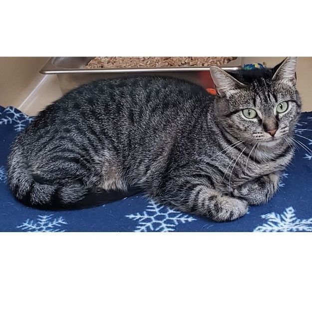 Lakewood, a Adoptable mixed breed in Clarksville, VA image 3/12