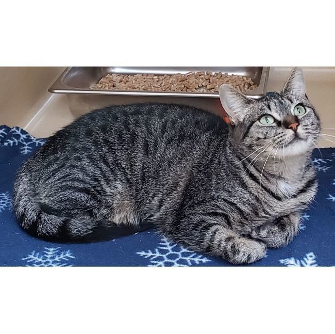 Lakewood, a Adoptable mixed breed in Clarksville, VA image 5/12