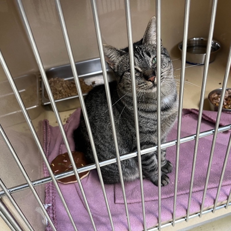 Lakewood, a Adoptable mixed breed in Clarksville, VA image 6/12