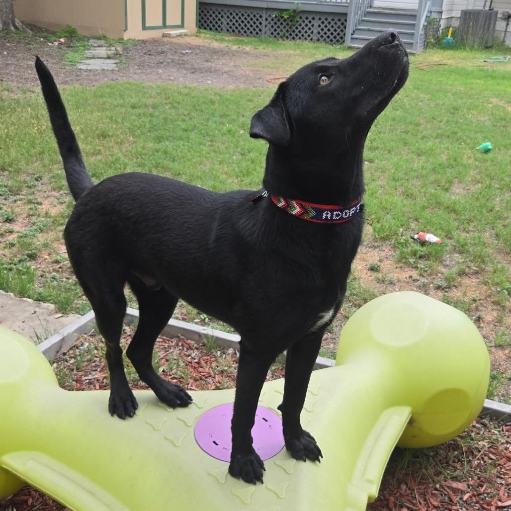 Dukalicous, Adoptable, Young Male Black Labrador Retriever.