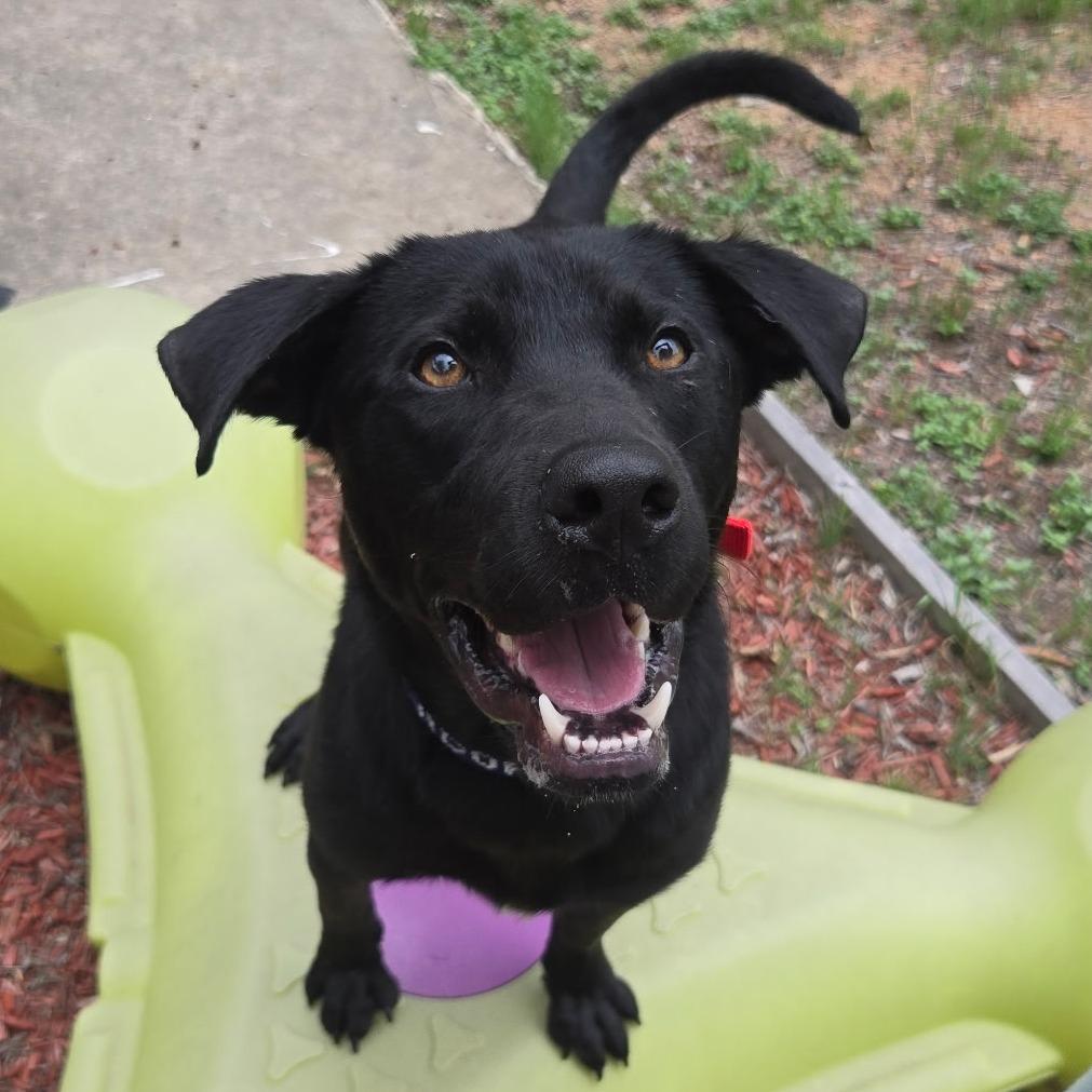 Enlarge Dukalicous, a Adoptable Black Labrador Retriever in San Antonio, TX image 2/6