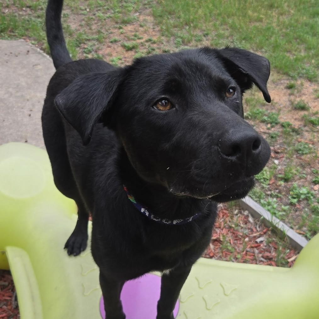 Enlarge Dukalicous, a Adoptable Black Labrador Retriever in San Antonio, TX image 3/6