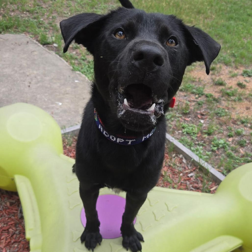 Enlarge Dukalicous, a Adoptable Black Labrador Retriever in San Antonio, TX image 4/6