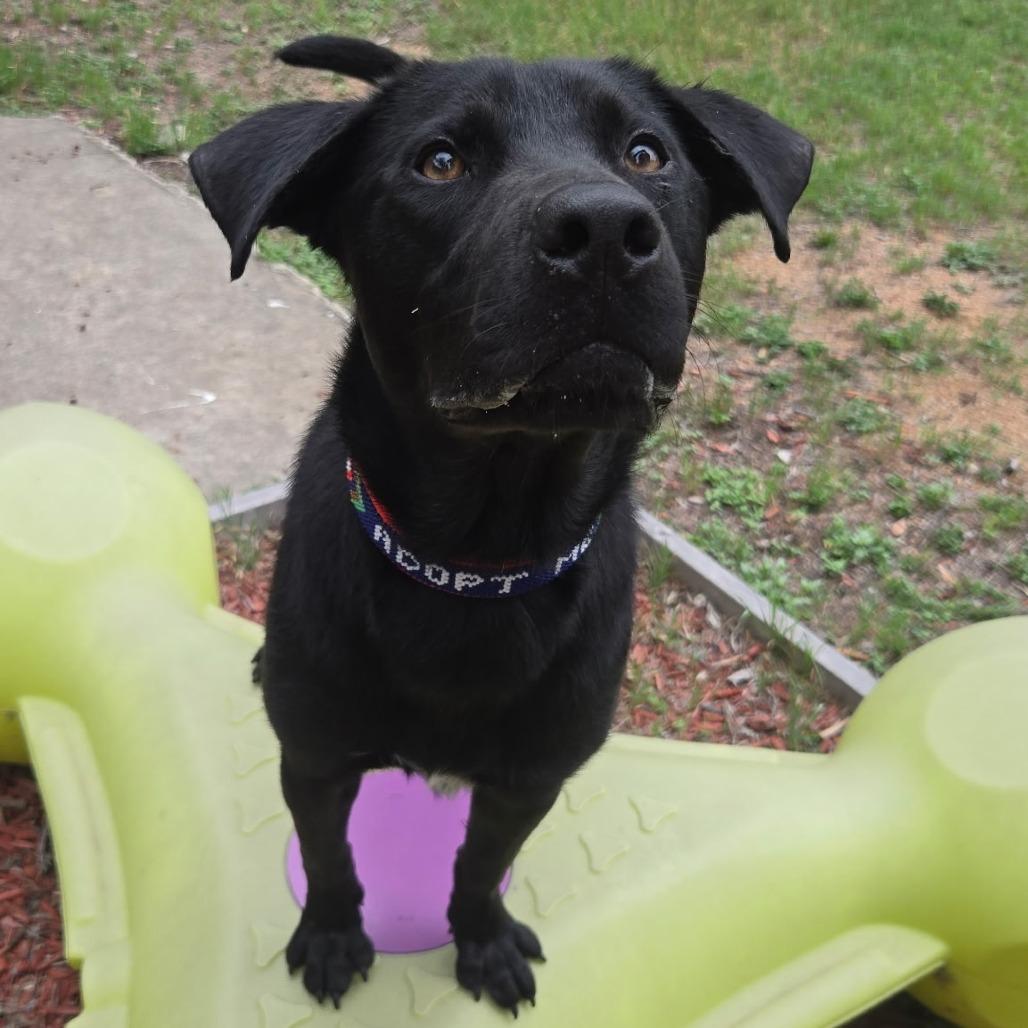 Enlarge Dukalicous, a Adoptable Black Labrador Retriever in San Antonio, TX image 5/6