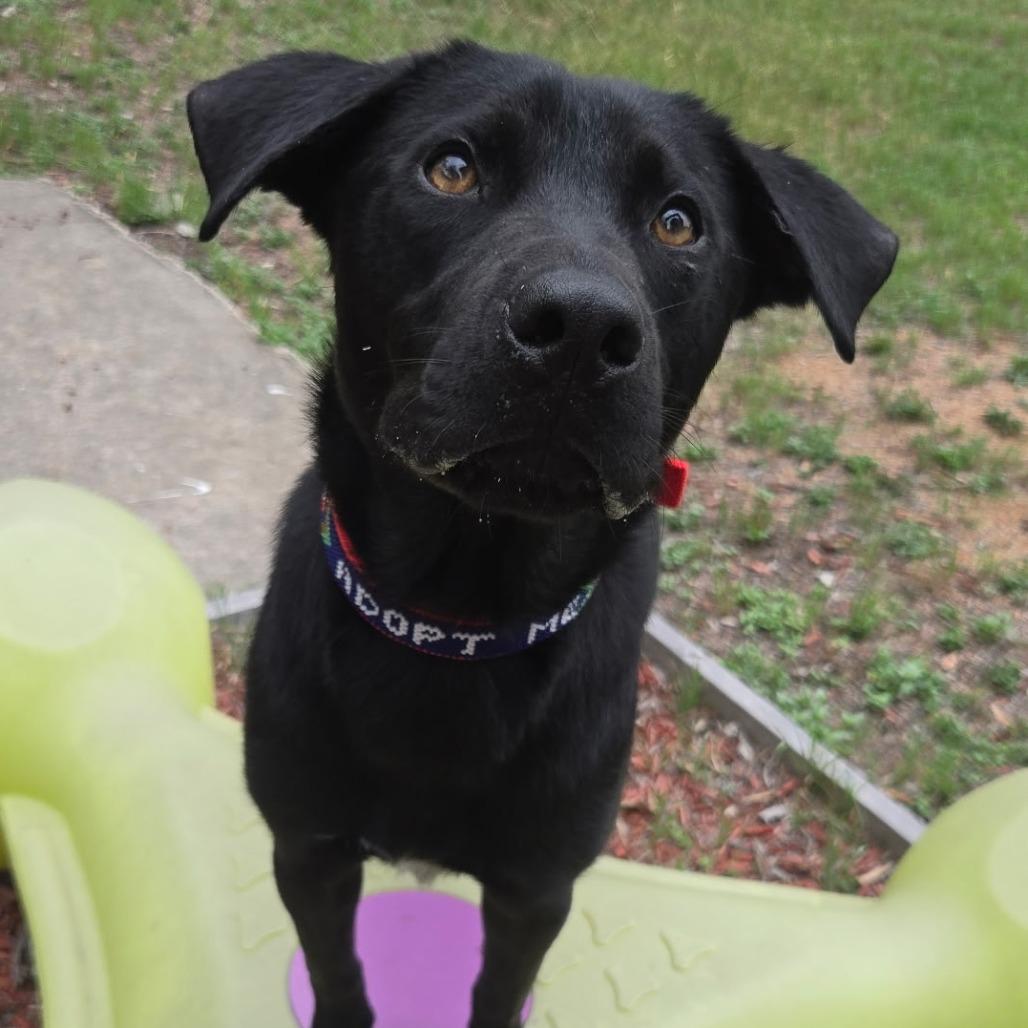 Enlarge Dukalicous, a Adoptable Black Labrador Retriever in San Antonio, TX image 6/6
