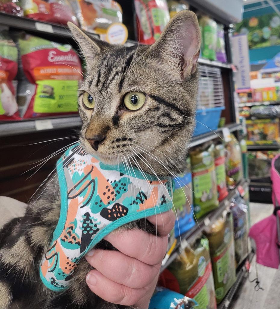 Casserole, Adoptable, Young Male Domestic Short Hair.